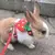 Guia para Pets Pequenos - comprar online