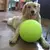 Mega Bola de Tênis Pet Joy - La Maison Pet