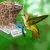 AlimentaFácil - Comedouro Acrílico - comprar online