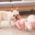 Porquinho Sonhador – Pelúcia Antiestresse na internet