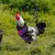 Imagem do Plumas com Estilo – Arnês Fashion e Confortável para Aves Exóticas