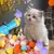 Mini Lançador de Bolinhas Interativo para Gatos