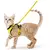 Liberdade com Segurança - coleira para gatos - La Maison Pet