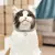 Glamour Pet - loja online