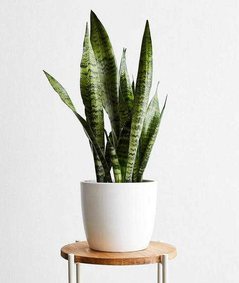 SANSEVIERIA - comprar online
