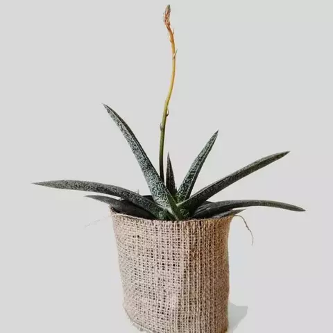 GASTERIA - comprar online