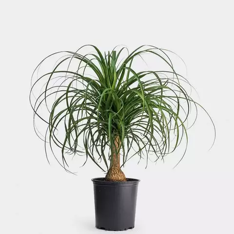 NOLINA M - comprar online