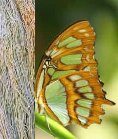 SIPROETA algodón grosor medio. 155 gramos - Hilados Infi