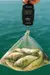 Balança Portátil Digital Para Pesca Pesa Até 50kg - Stc - 02 na internet
