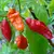 Kit 8 Sementes De Pimenta Bhut Jolokia Picante Alta Produção na internet