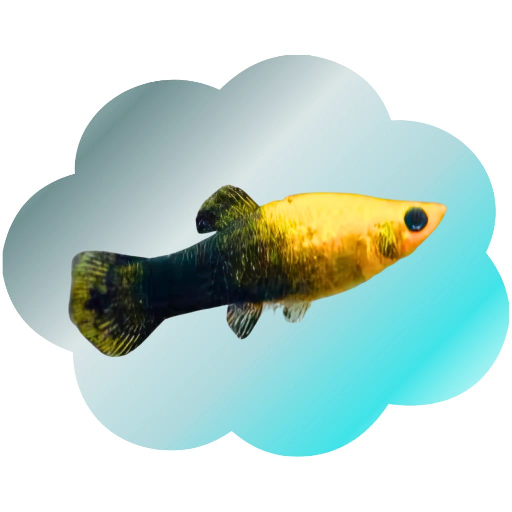 MOLINÉSIA GOLDEN BLACK MED