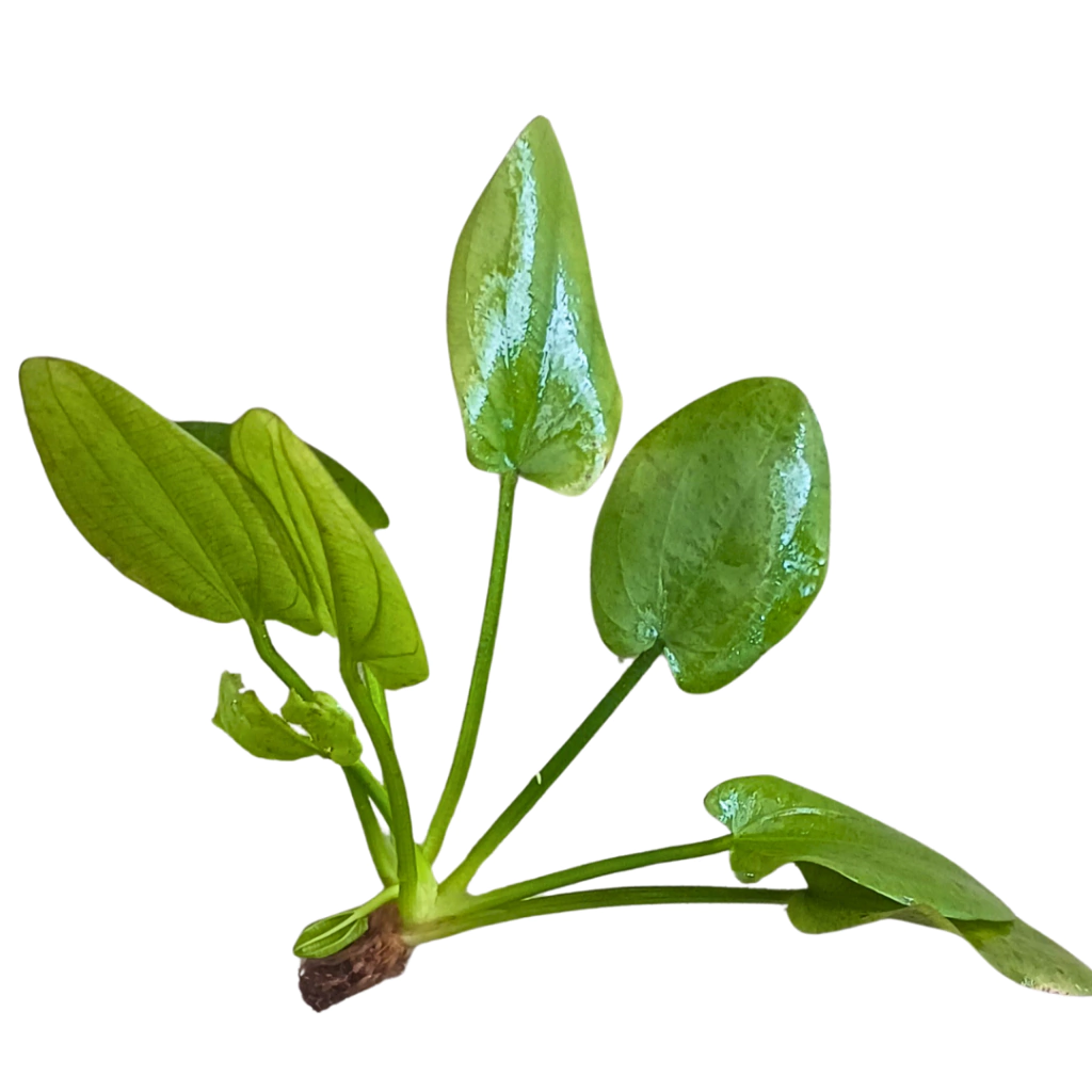 PLANTA ECHINODORUS OZELOT GREEN