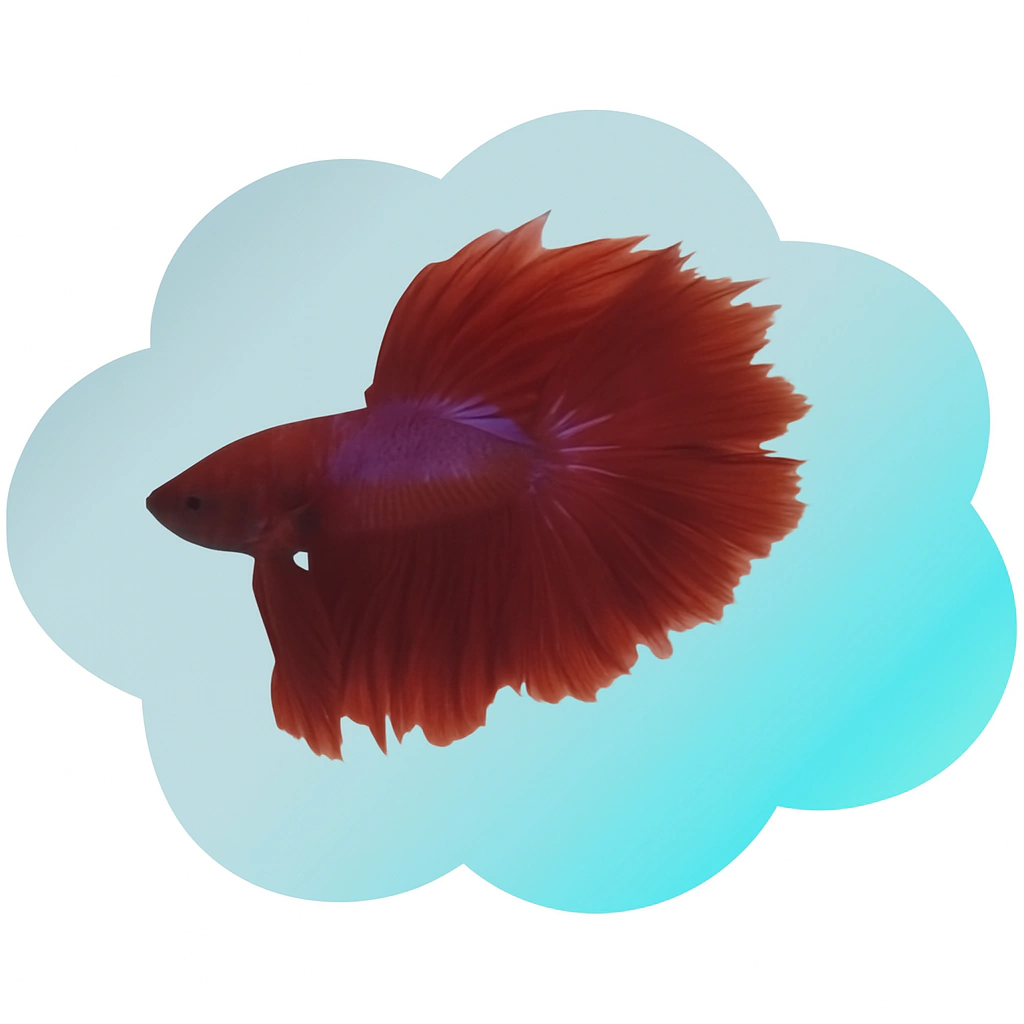BETTA MACHO MED/GRD
