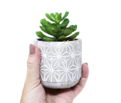 Planta con Maceta de Cemento N°22 en internet