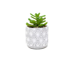 Planta con Maceta de Cemento N°22