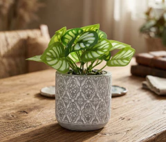 Planta con Maceta de Cemento N°7 - Cinderella Decoración | Tienda de Deco Online
