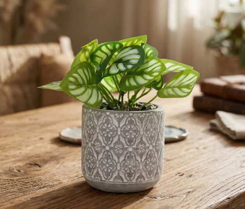 Planta con Maceta de Cemento Verde N°7