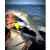Boya Doble T Bigotera Micro Pasante Pejerrey 6.5cm - comprar online