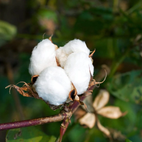 Chá de folha de algodão 100g - comprar online