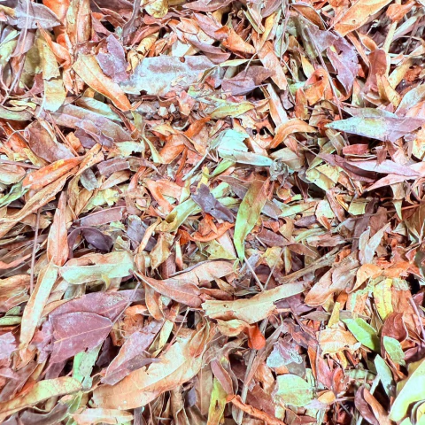 Chá de Pariri 100g - comprar online