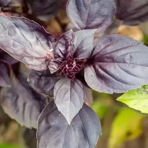 Plantin de Albahaca Morada - comprar online