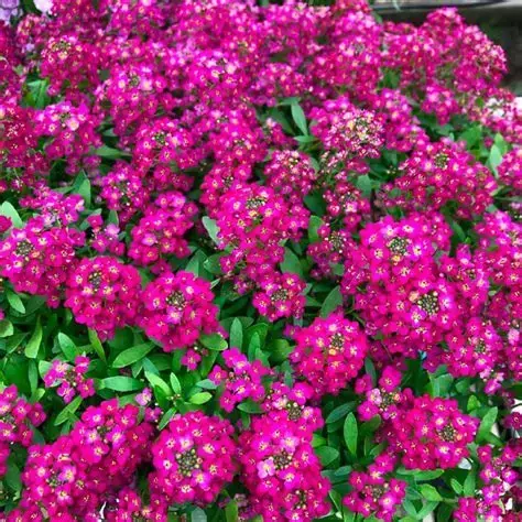 Plantin de Alyso Rose - comprar online