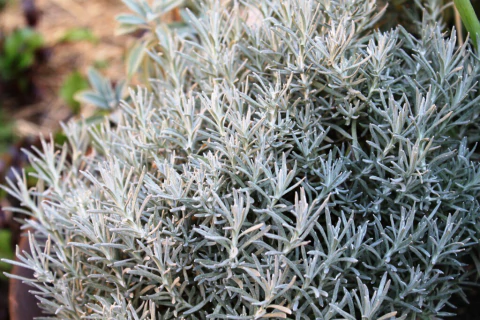 Planta de Curry - comprar online