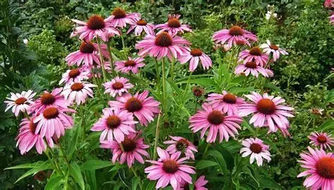 Plantin de Echinacea - comprar online