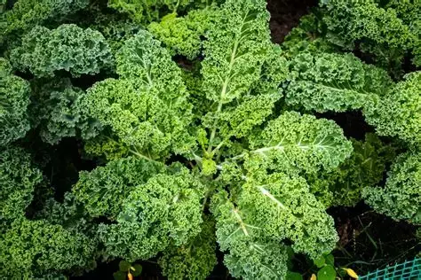 Plantin de Kale Rizado Verde - comprar online