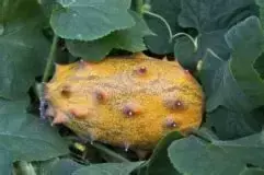 Plantin de Melon Africano - comprar online