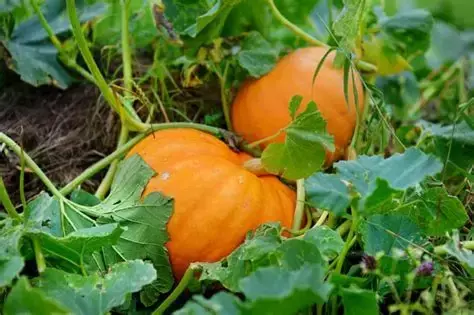 Plantin de Calabaza Halloween - comprar online