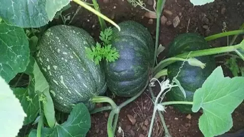 Plantin de Zapallo Cabutia - comprar online