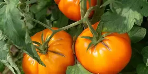 Plantin de Tomate Tangerine - comprar online