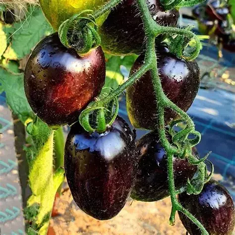 Plantin de Tomate Atomic Grape - comprar online