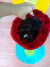 Gorro vermelho de couro na internet