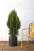 Thuja ´Smaragd´ - comprar online