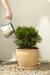 Buxus Bocha ´Boj´
