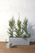 Cupressus ´Leylandii´