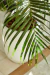 Set Palmera Areca en Maceta de Rotomoldeado en internet