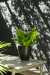 Set Helecho Asplenium en maceta cerámica - comprar online