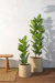 Set ficus Audrey en Maceta de Rotomoldeado