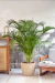 Set Areca en maceta rotomoldeado - Faitful