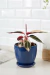 Set Calathea Stromanthe en maceta cerámica - Faitful