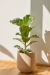 Set Ficus Pandurata en Maceta de rotomoldeado - comprar online