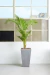 Set Areca en maceta rotomoldeado - Faitful