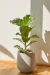 Set Ficus Pandurata en Maceta de rotomoldeado en internet