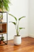 Set Strelitzia Nicolai en Jarron rotomoldeado - Faitful
