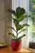 Set Ficus Pandurata ´Lyrata´ en maceta ceramica con plato en internet