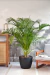 Set Areca en maceta rotomoldeado - tienda online