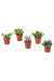 Pack 5 mini suculentas - comprar online